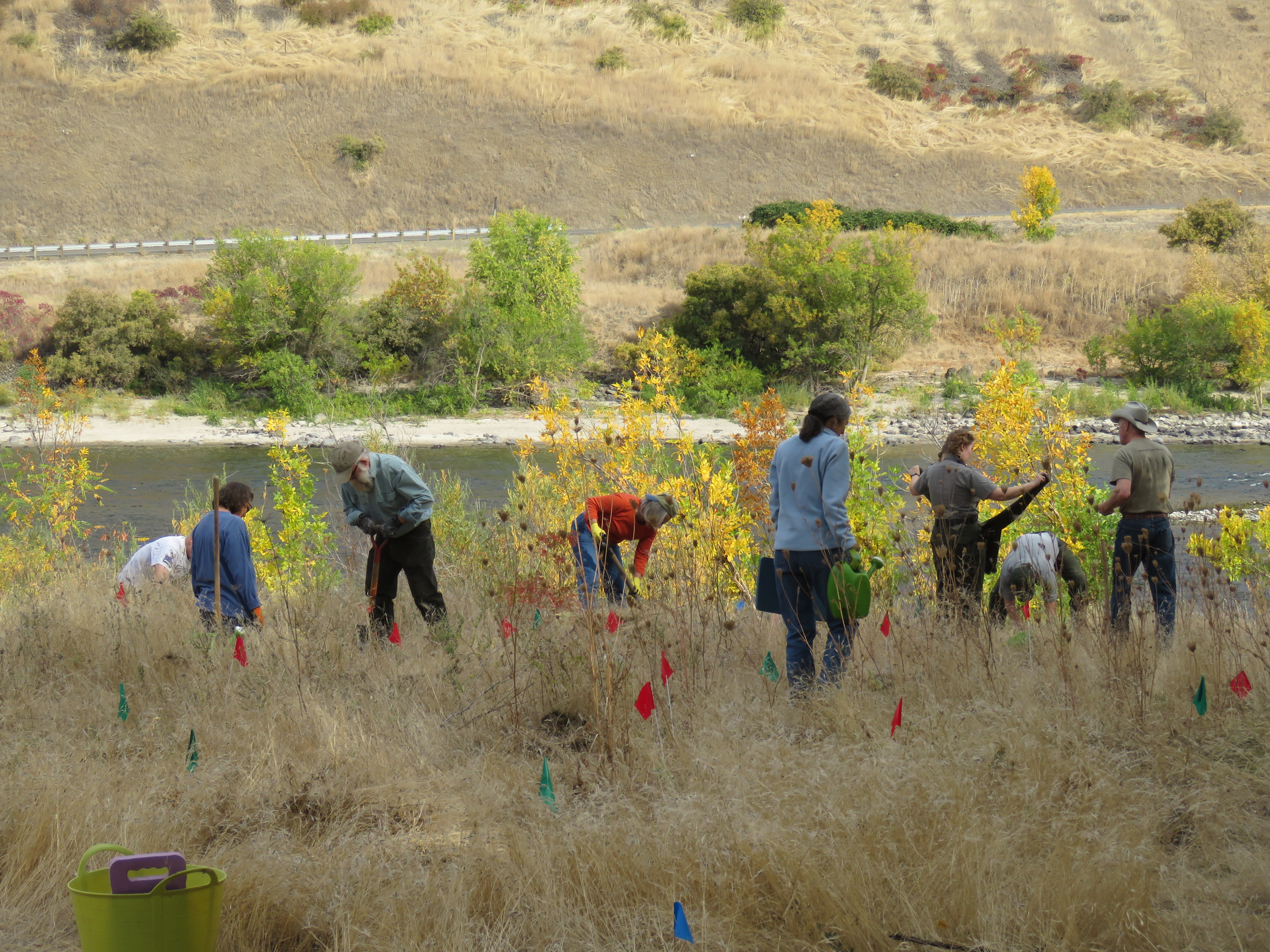 National Park Service employees and volunteers work amid plants next to the river and canyon walls.
