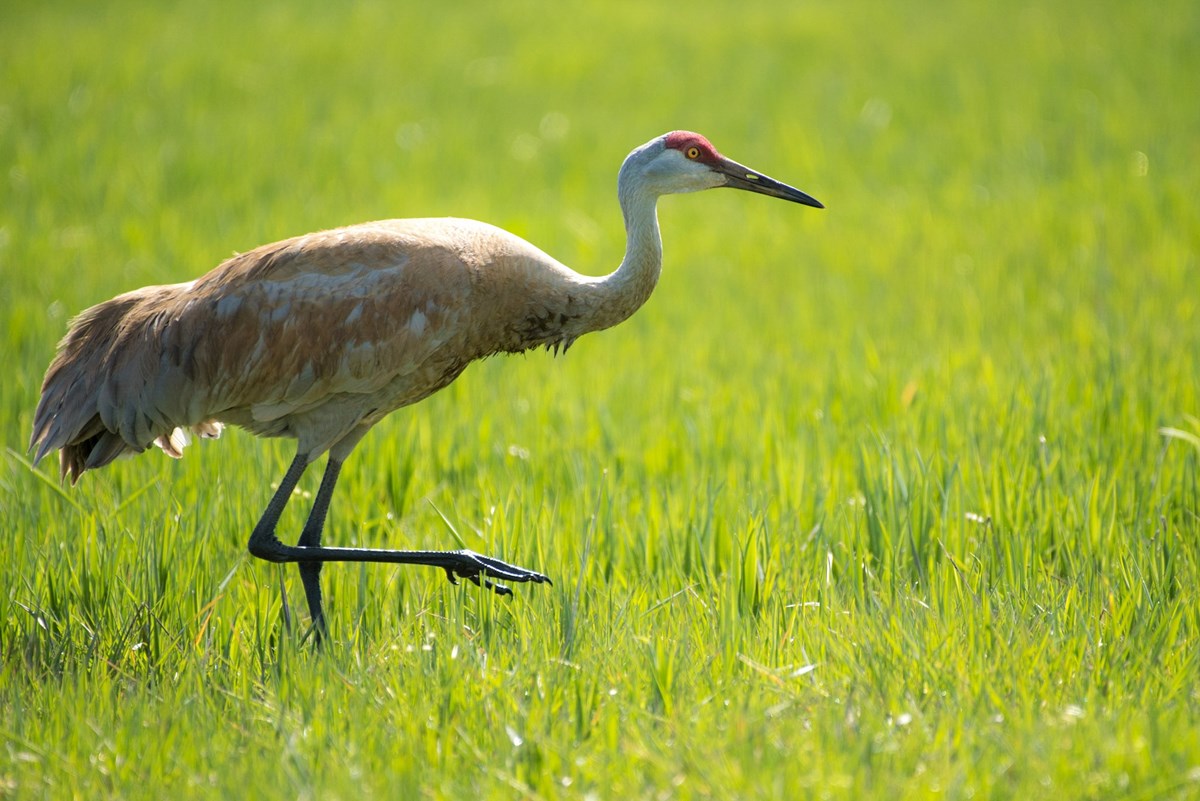 Sandhill crane at Weippe Prairie Sandhill crane walking in green camas field