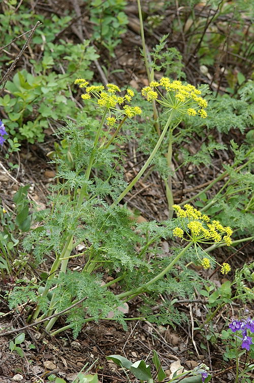Flowering lomatium plant