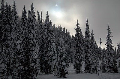 A group of conifer trees in the snow.