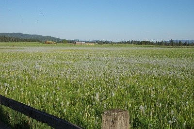 Camas blooming in a meadow.