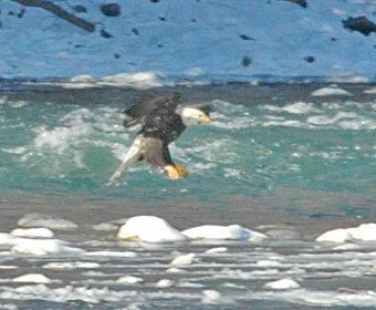 Bald Eagle fishing in New River