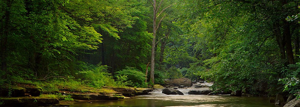 stream flowing through forest