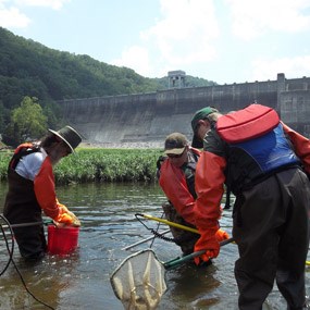 electroshocking fish in the New River