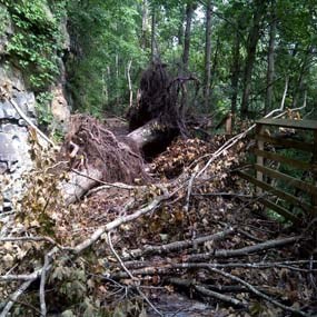 trees blown down over a trail