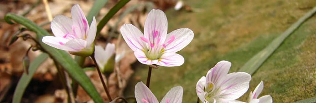 Spring Beauty Spring Beauty