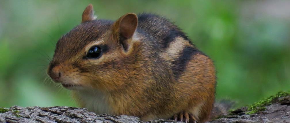 chipmunk on a log