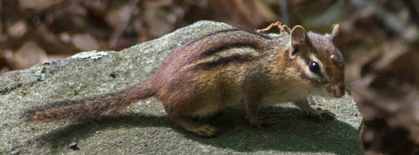 chipmunk