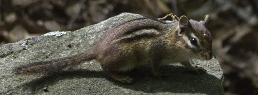 chipmunk