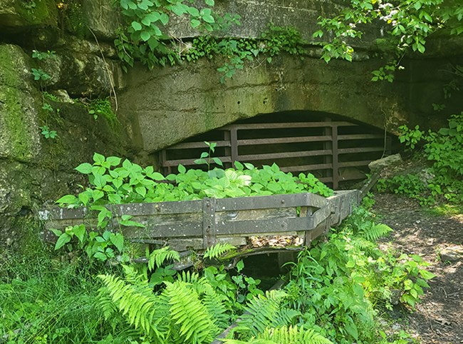 An entrance into the side of a rock wall is closed by a barrier of thick metal bars and covered in vegetation.