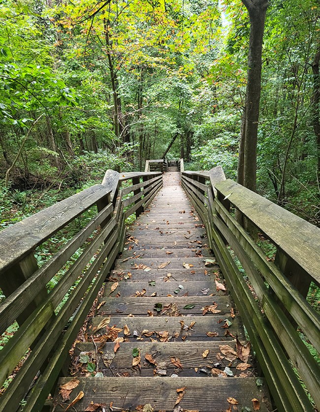 Wooden stairs covered in leaves descending down the side of a gorge through thick vegetation and trees.