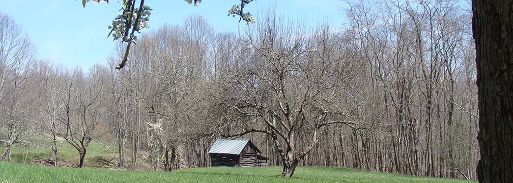 barn on hillside with apple tree blooming