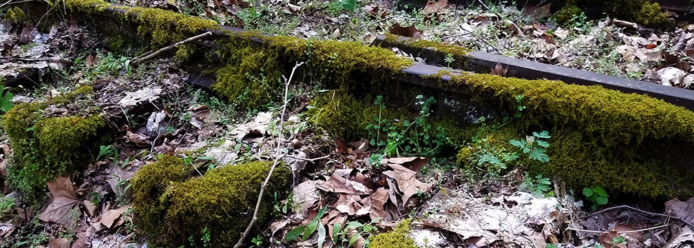 old railroad tracks covered with moss