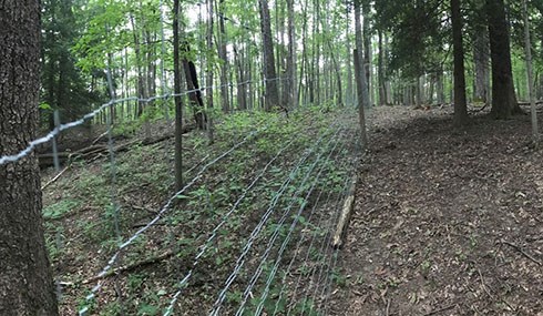 a wire link fence running through forest
