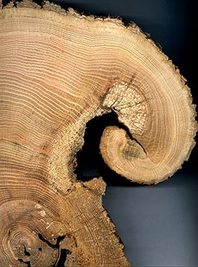 tree ring showing fire scar