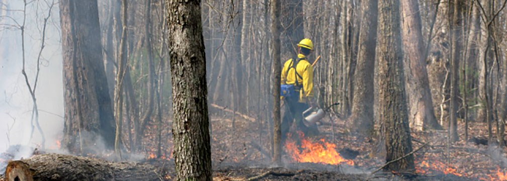 Firefighter ignites a prescribed burn in forest