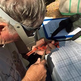 a researcher studies a red bird