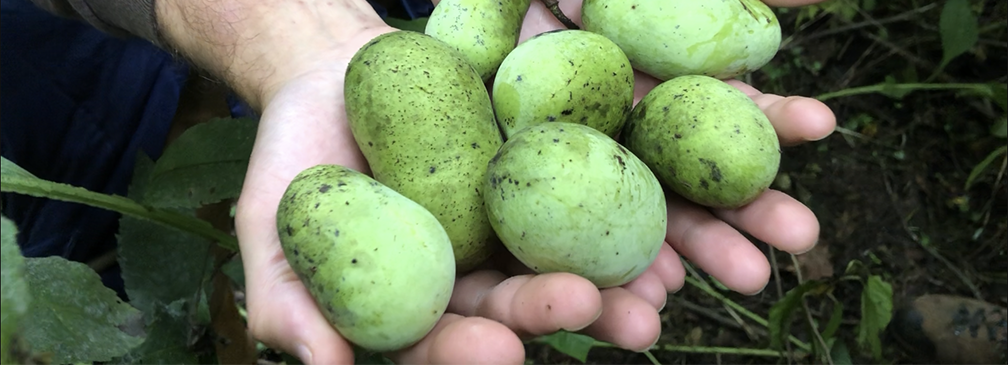hands holding pawpaw fruits
