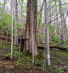 A park ranger next to a large tall tree putting their arms around the tree. Their arms cannot reach all the way around the tree.