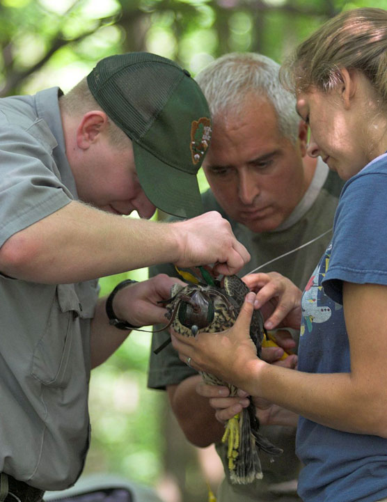 Fitting falcon with satellite transmitter
