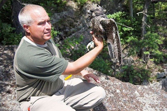 Wildlife specialist getting ready to release falcon