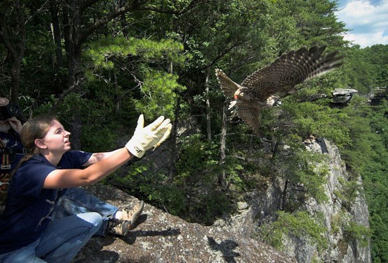 Volunteer releasing falcon into gorge
