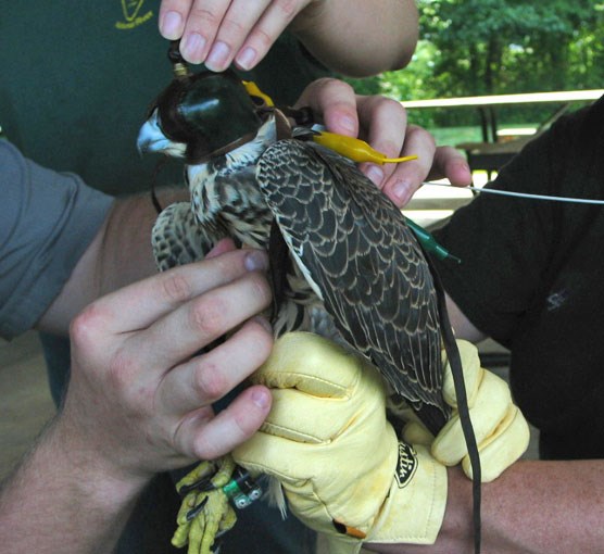 Transmitter being attached to hooded falcon