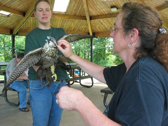 Attaching satellite transmitter to falcon