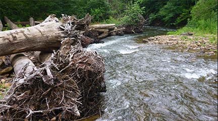 fast moving streams with dead trees
