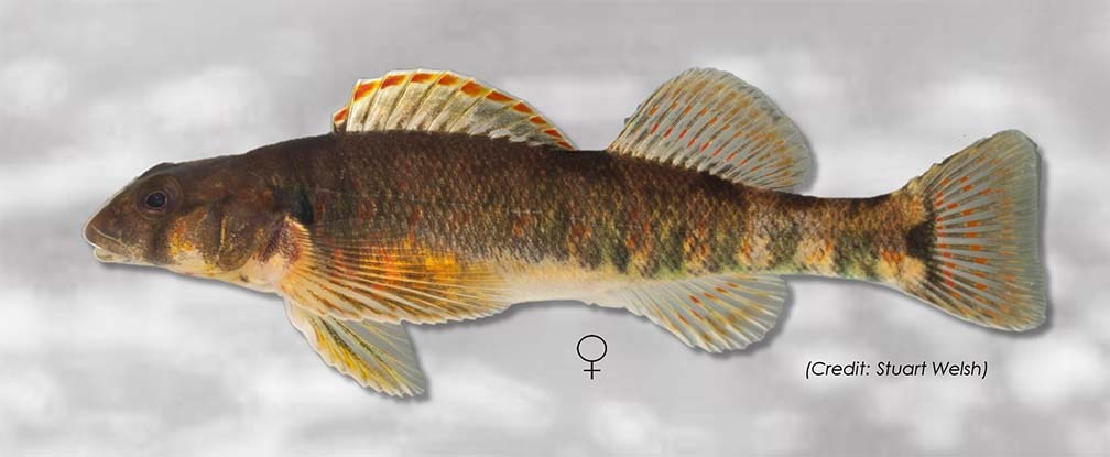 brown, orange, and green fish