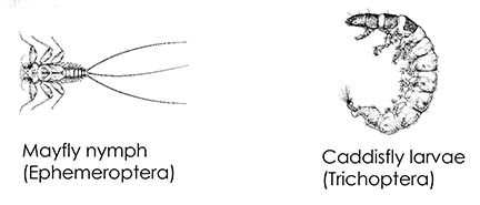 illustrations of mayfly nymph and caddisfly larvae