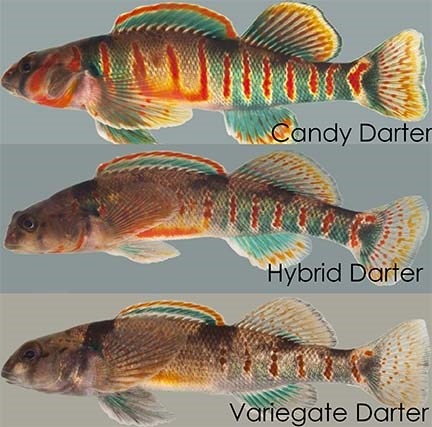 three colorful red and green striped fish