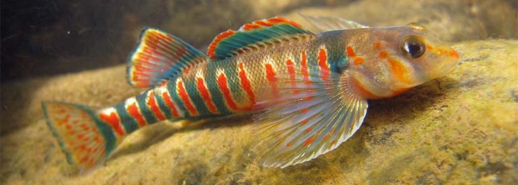 colorful red and green striped fish