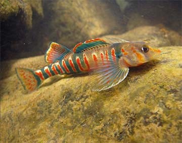 colorful red and green striped fish