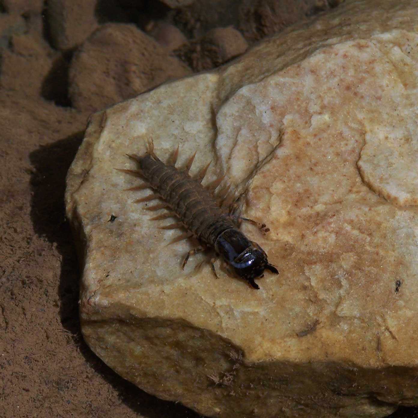 Hellgrammites - New River Gorge National Park & Preserve (U.S. National  Park Service)