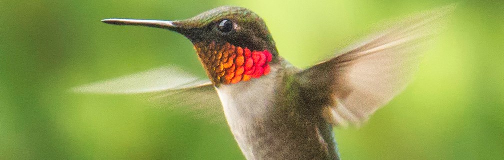hummingbird hummingbird