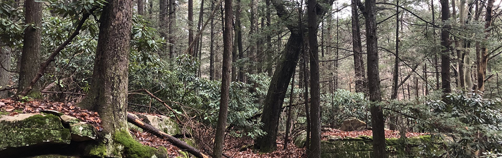 A forest with tall trees, moss covered rocks, and dead leaves and branches on the forest floor.