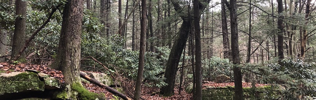 A forest with tall trees, moss covered rocks, and dead leaves and branches on the forest floor.