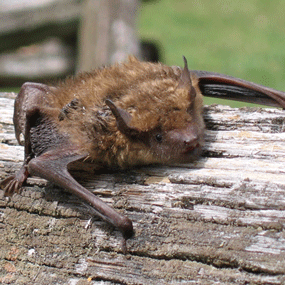 Little Brown Bat