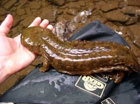 adult hellbender from West Virginia river