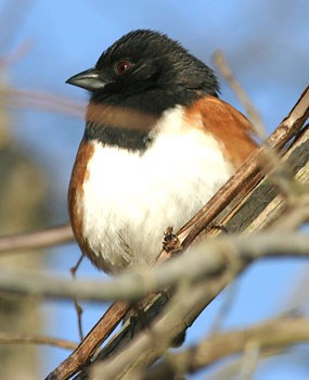 Eastern Towhee perched on tree branch.