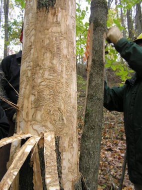 Bore lines of Emerald Ash Borer Bore lines of Emerald Ash Borer
