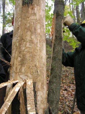 Bore lines of Emerald Ash Borer