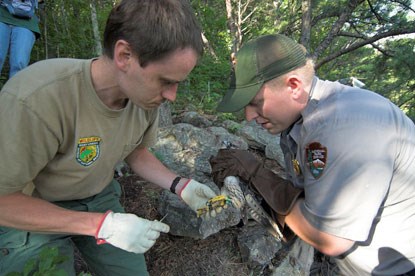 Wildlife biologists prepare falcon for attaching transmitter