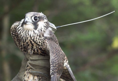 Falcon with attached transmitter