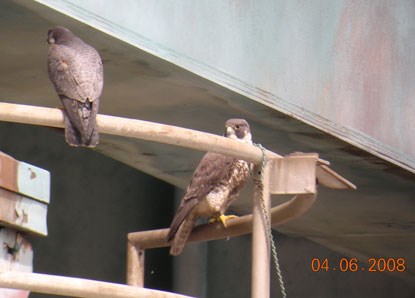 Peregrine Falcons on Highway Bridge