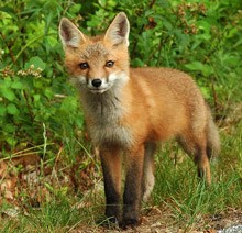 Red fox