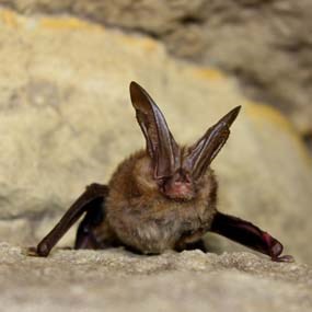 Virginia Big-eared Bat