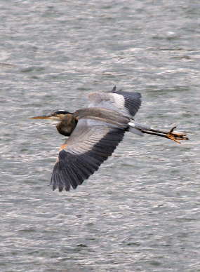 great blue heron in flight