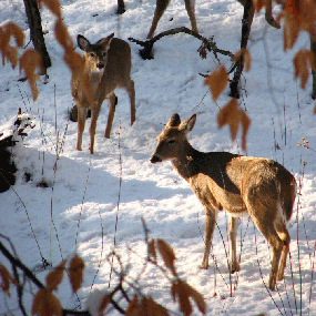 deer in snow